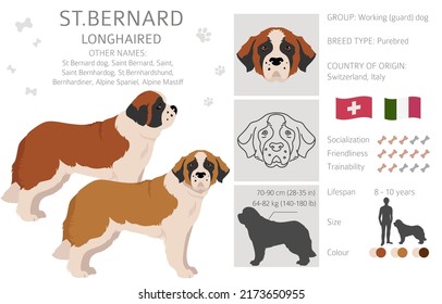 St Bernard longhaired coat colors, different poses clipart.  Vector illustration