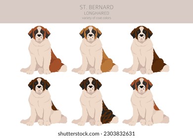 St Bernard longhaired coat colors, different poses clipart.  Vector illustration