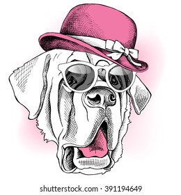 St. Bernard in a pink women's hat and with sunglasses. Vector illustration.