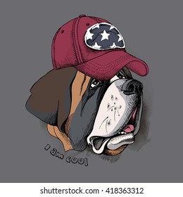 St. Bernard portrait in a cap. Vector illustration.