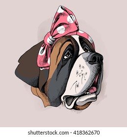 St. Bernard portrait in a headband. Vector illustration.