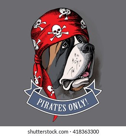 St. Bernard portrait in a Pirates bandana. Vector illustration.