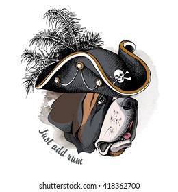 St. Bernard portrait in a Pirates Hat. Vector illustration.
