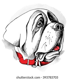 St. Bernard portrait in profile with a red collar. Vector illustration.