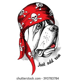 St. Bernard portrait in profile with a red pirate's bandana. Vector illustration.