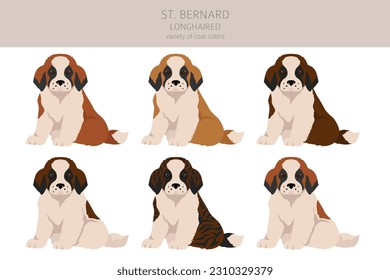 St Bernard puppy coat colors, different poses clipart.  Vector illustration