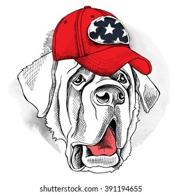 St. Bernard in a red cap. Vector illustration.