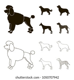 St. Bernard, retriever,doberman, labrador. Dog breeds set collection icons in black,outline style vector symbol stock illustration web.