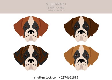 St Bernard shorthaired coat colors, different poses clipart.  Vector illustration