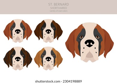 St Bernard shorthaired coat colors, different poses clipart.  Vector illustration