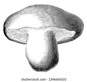 St. George's Mushroom is an edible mushroom and its flesh can be from white-creamy coloured to bright yellow, vintage line drawing or engraving illustration.