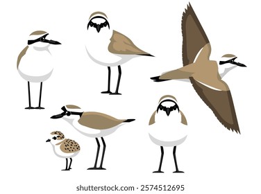 St Helena Plover Bird Poses Vector Illustration