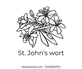 st. johns wort doodle hand drawn icon. Outline drawing plant organic natural cosmetic ingredient st. johns wort line clipart symbol . Vector illustration