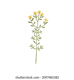 Los santos yervos tienen flor. Dibujo botánico de una cabra. Planta de prado floral. Hipericum, hierba vulnerable en tallo con hojas. Ilustración vectorial plana de la inflorescencia tutsan aislada sobre fondo blanco