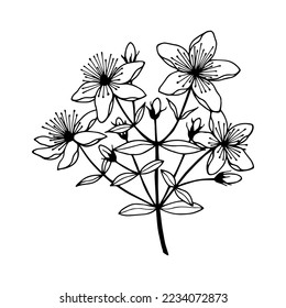 St. John's wort flowers. Vector stock illustration eps10. Outline, isolate on white background. Hand drawn.