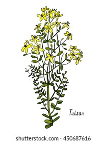 St. John's wort grass