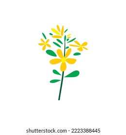 
st johns wort herb plant logo vector icon 