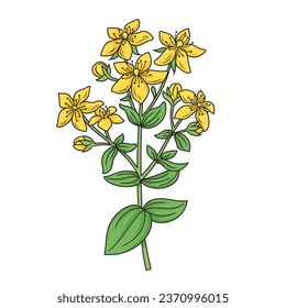 Johanniskraut Hypericum-Pflanzendiagramm schematische Vektorgrafik. Illustration in der Medizin