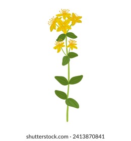 St. John's wort, Hypericum perforatum, field flower, vector drawing wild plants at white background, floral element, hand drawn botanical illustration