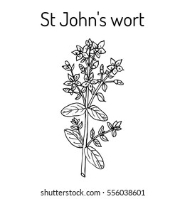 St. John's wort (Hypericum perforatum), medicinal plant. Hand drawn botanical vector illustration