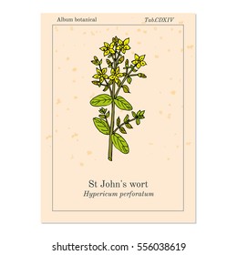 St. John's wort (Hypericum perforatum), medicinal plant. Hand drawn botanical vector illustration