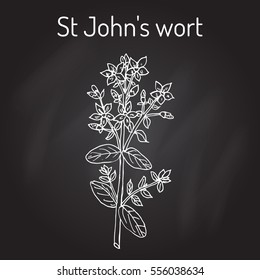 St. John's wort (Hypericum perforatum), medicinal plant. Hand drawn botanical vector illustration