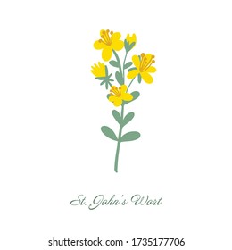 St. John's wort medical botanical blossom plant. Vintage hand drawn colorful isolated illustration.