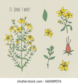 St. John's wort medical botanical isolated illustration. Plant, leaves, fruit, flowers hand drawn set. Vintage sketch colorful.
