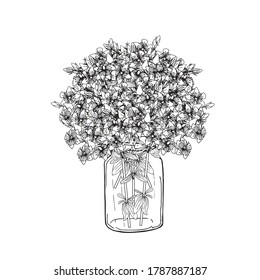 St. John's wort medicinal herb in a jar. Monochrome flowers hand drawn ink illustration for web, for print
