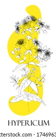 St. John's wort plant. Medicinal herbs. Alternative medicine.