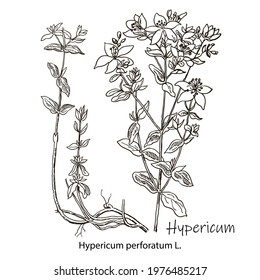 St. John's wort vector drawing set. Isolated hypericum wild flower and leaves. Herbal engraved style illustration. Detailed botanical sketch for tea, organic cosmetic, medicine, aromatherapy