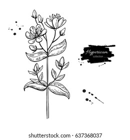 St. John's wort vector drawing set. Isolated hypericum wild flower and leaves. Herbal engraved style illustration. Detailed botanical sketch for tea, organic cosmetic, medicine, aromatherapy