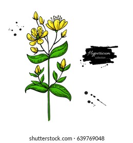 St. John's wort vector drawing set. Isolated hypericum wild flower and leaves. Herbal artistic style illustration. Detailed botanical sketch for tea, organic cosmetic, medicine, aromatherapy