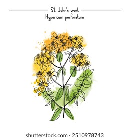 St. Johns wort ilustração vetorial. Ilustração vetorial do manto da senhora da planta, criado em um estilo de esboço com acentos de aquarela.