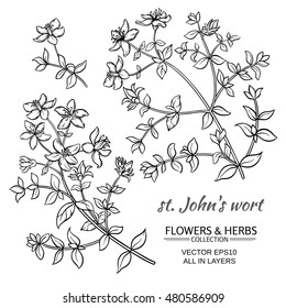 St. John's wort vector set