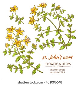 St. John's wort vector set