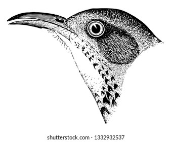 St Lucas Thrasher in which the former crossed with two white bars formed by the tips of the coverts, vintage line drawing or engraving illustration.
