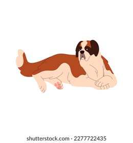 St Saint Bernard breed, big dog lying. Serious herding doggy, hairy beautiful purebred canine animal relaxing, resting. Flat vector illustration isolated on white background