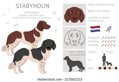 Stabyhoun coat colors, different poses clipart.  Vector illustration