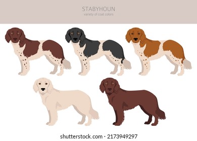 Stabyhoun coat colors, different poses clipart.  Vector illustration
