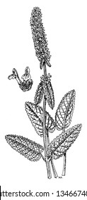 Stachys officinalis is a perennial grassland herb. Its leaves are stalked on upright stems, narrowly oval, with a heart-shaped base. Its upper lip flat, almost straight when seen from the side