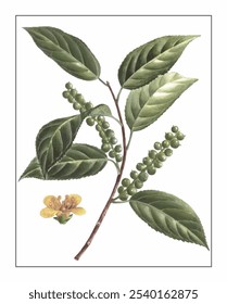 Stachyurus himalaicus Hook, hand-painted floral and botanical painting, hand-painted herbal painting, natural herbs.