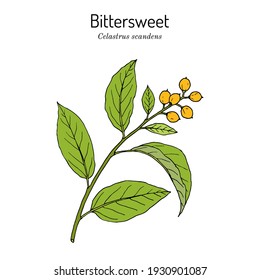 Staff vine or american bittersweet (Celastrus scandens), medicinal and ornamental plant. Hand drawn botanical vector illustration