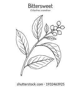 Staff vine or american bittersweet (Celastrus scandens), medicinal and ornamental plant. Hand drawn botanical vector illustration