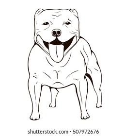 Staffordshire Bull Terrier