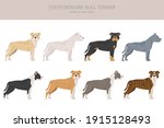 Staffordshire bull terrier in different poses and coat colors. Staffy characters set.  Vector illustration