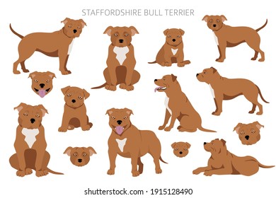 Staffordshire bull terrier in different poses and coat colors. Staffy characters set.  Vector illustration