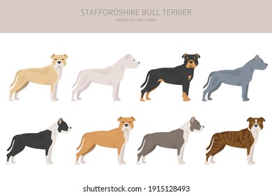 Staffordshire bull terrier in different poses and coat colors. Staffy characters set.  Vector illustration