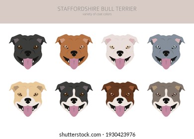 Staffordshire bull terrier in different poses. Staffy characters set.  Vector illustration