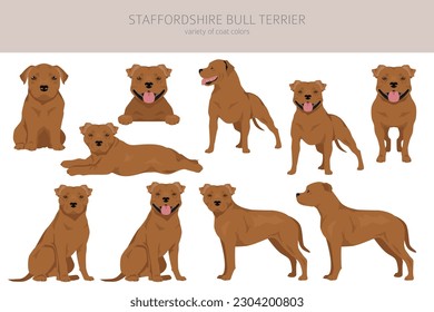 Staffordshire bull terrier. Different variaties of coat color bully dogs set.  Vector illustration